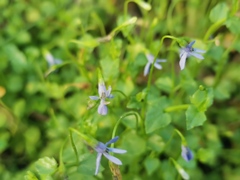 Lobelia quadrangularis
