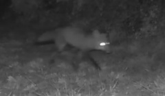 Vulpes vulpes crucigera