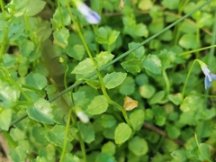 Lobelia quadrangularis
