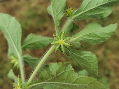 Acanthospermum hispidum