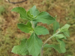 Acanthospermum hispidum