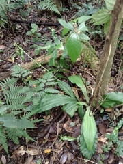 Calanthe triplicata