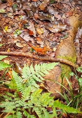 Lophosaurus spinipes