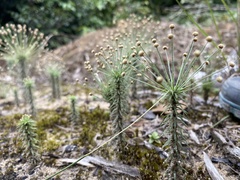 Eriocaulaceae