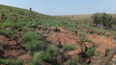 Xerophyta retinervis