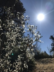 Cercocarpus betuloides