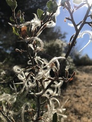 Cercocarpus betuloides