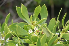 Myoporum insulare