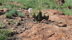 Xerophyta retinervis