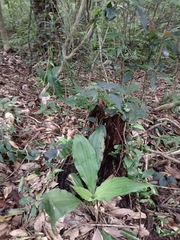Calanthe triplicata