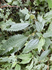 Lecanthus peduncularis