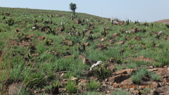 Xerophyta retinervis