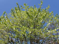 Davidia involucrata