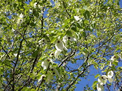 Davidia involucrata