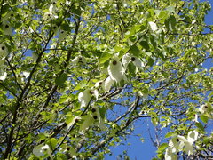 Davidia involucrata