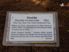 Davidia involucrata