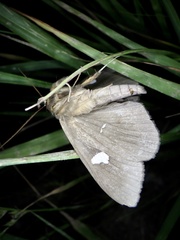 Edessena gentiusalis