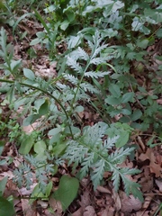 Tanacetum corymbosum