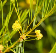 Acacia rigens