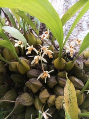 Coelogyne