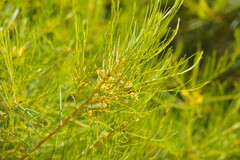 Acacia rigens