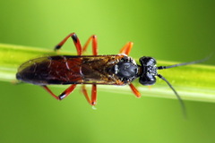 Tenthredo ignobilis