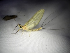 Ephemera japonica
