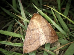 Mythimna matsumuriana