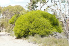 Acacia rigens