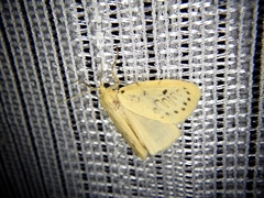 Miltochrista calamina