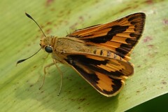 Cephrenes trichopepla