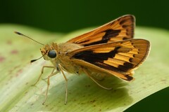 Cephrenes trichopepla