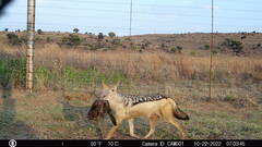 Lupulella mesomelas mesomelas