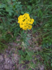 Erysimum odoratum
