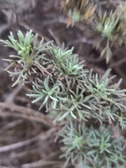 Ericameria ericoides