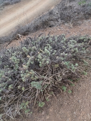 Ericameria ericoides