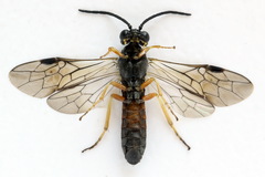 Strongylogaster filicis