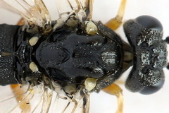 Strongylogaster filicis