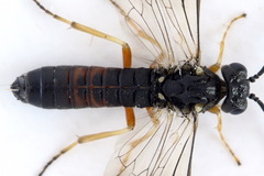 Strongylogaster filicis