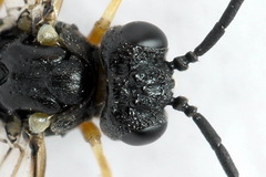 Strongylogaster filicis