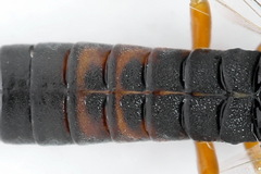 Strongylogaster filicis