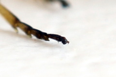 Strongylogaster filicis