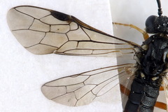 Strongylogaster filicis