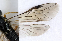 Strongylogaster filicis