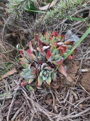 Dudleya