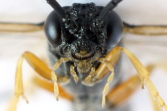 Strongylogaster filicis