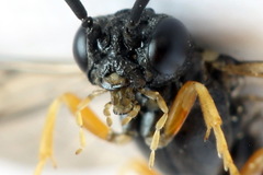 Strongylogaster filicis