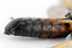 Strongylogaster filicis