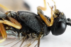 Strongylogaster filicis