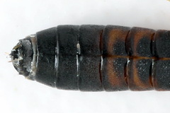 Strongylogaster filicis